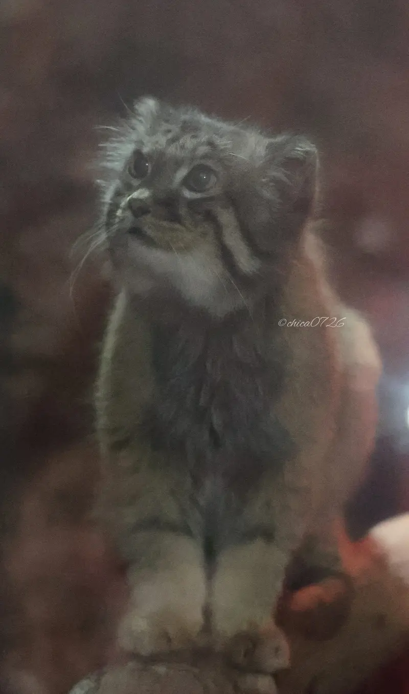 恩賜上野動物園のナイマの写真