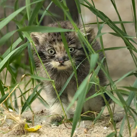ノヴォシビルスク動物園のゴロシンカの写真