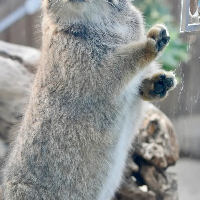 神戸どうぶつ王国のレフの写真