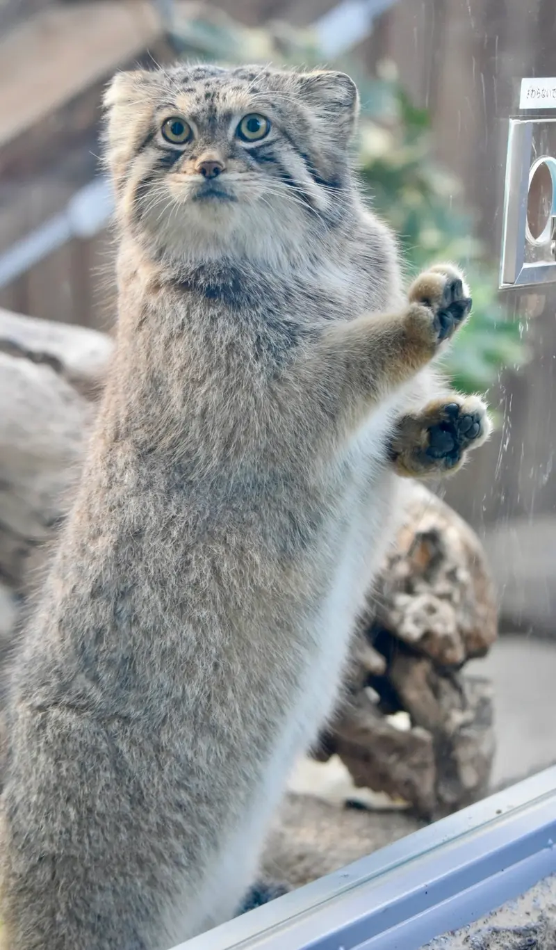 神戸どうぶつ王国のレフの写真