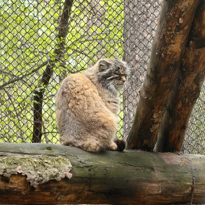 ノヴォシビルスク動物園のジョージの写真