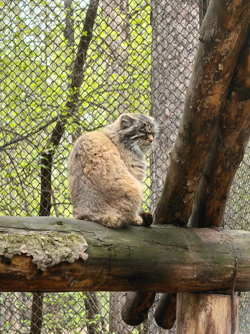 ノヴォシビルスク動物園のジョージの写真