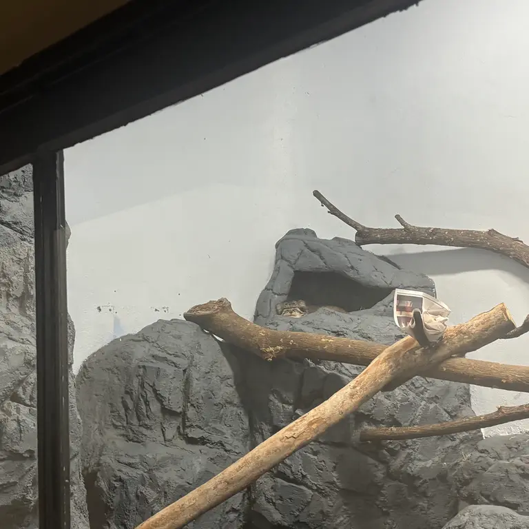バーミンガム動物園のペルセウスの写真