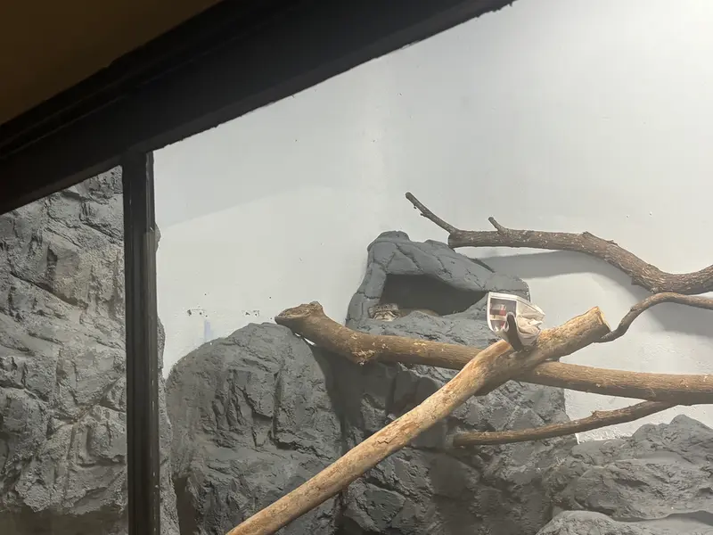 バーミンガム動物園のペルセウスの写真