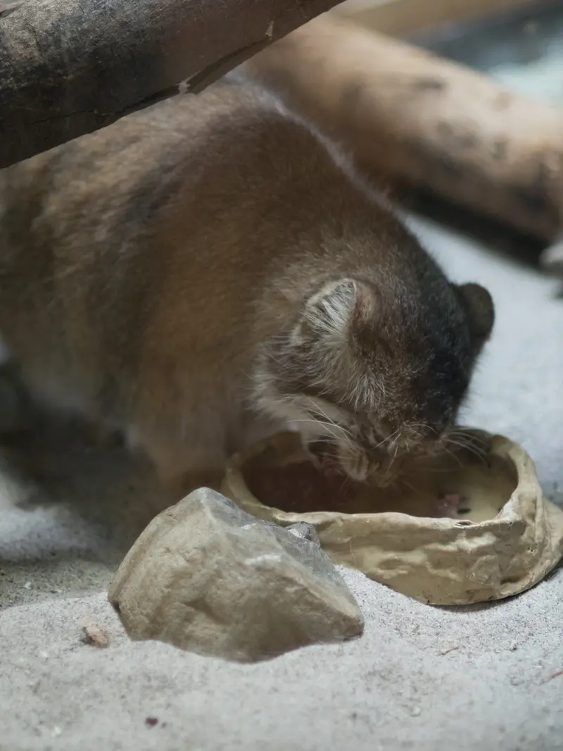 恩賜上野動物園のプリームラの写真