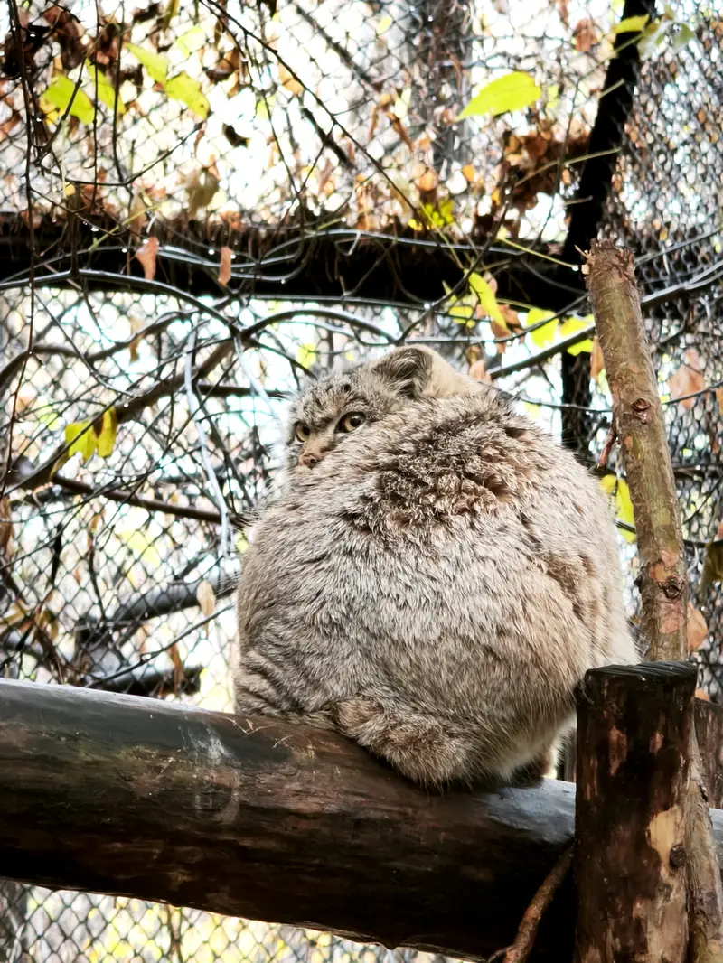 ノヴォシビルスク動物園のアデルの娘（2026年生まれ）Ⅱの写真