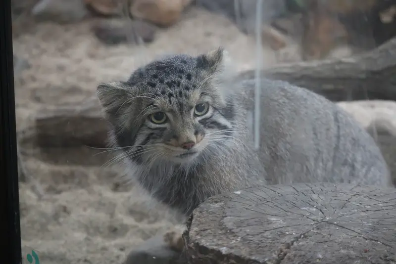 那須どうぶつ王国のナゴムの写真
