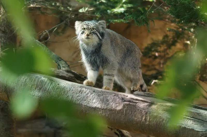 那須どうぶつ王国のナゴムの写真