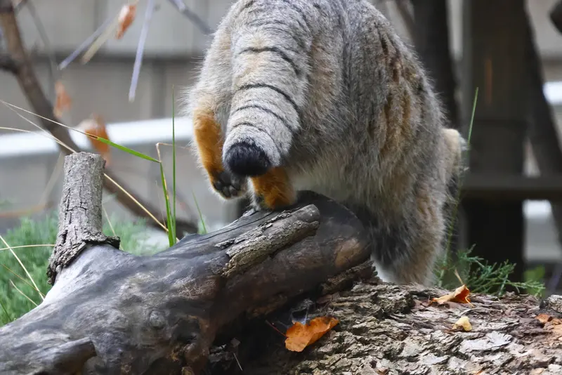 モスクワ動物園のティモフェイの写真