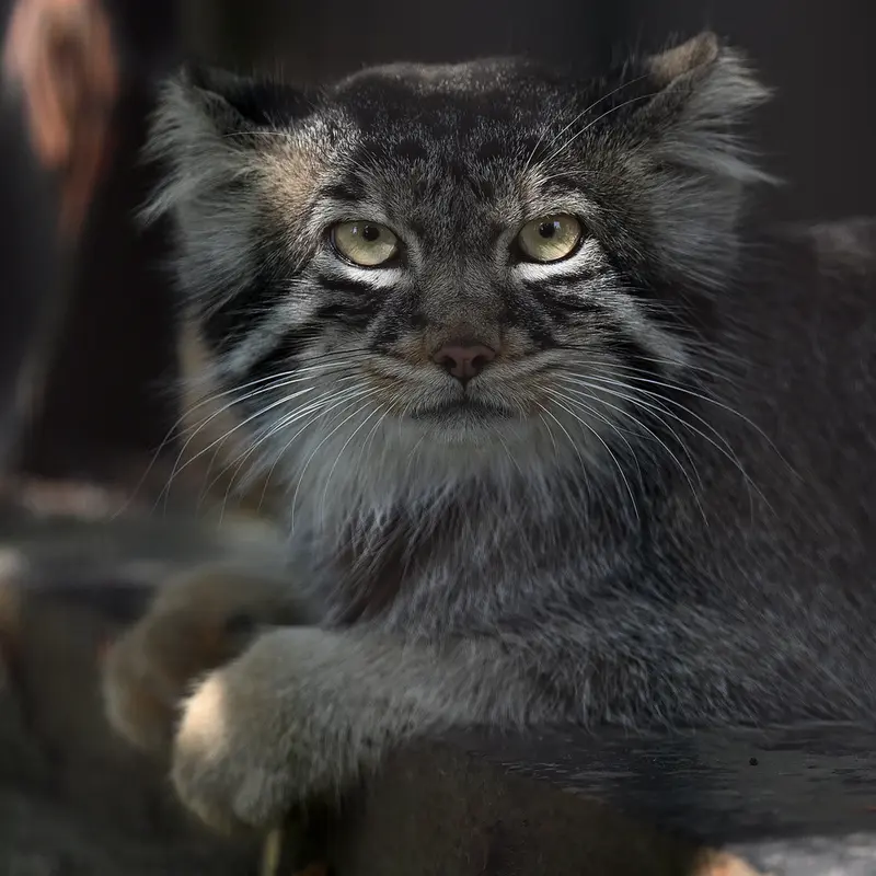 旭山動物園のヒデの写真