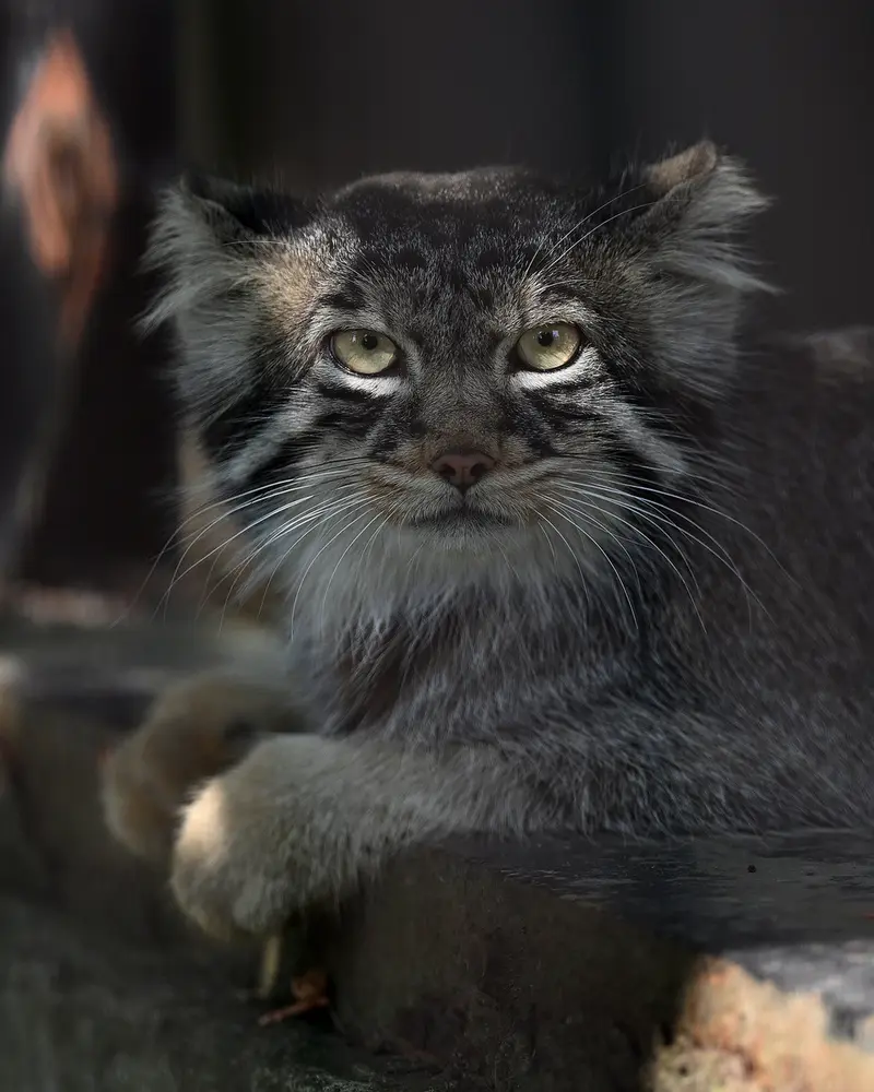 旭山動物園のヒデの写真