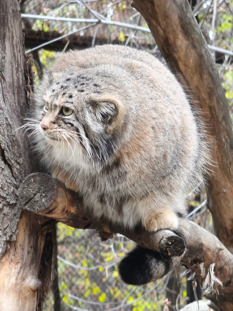 ノヴォシビルスク動物園のイヴの写真