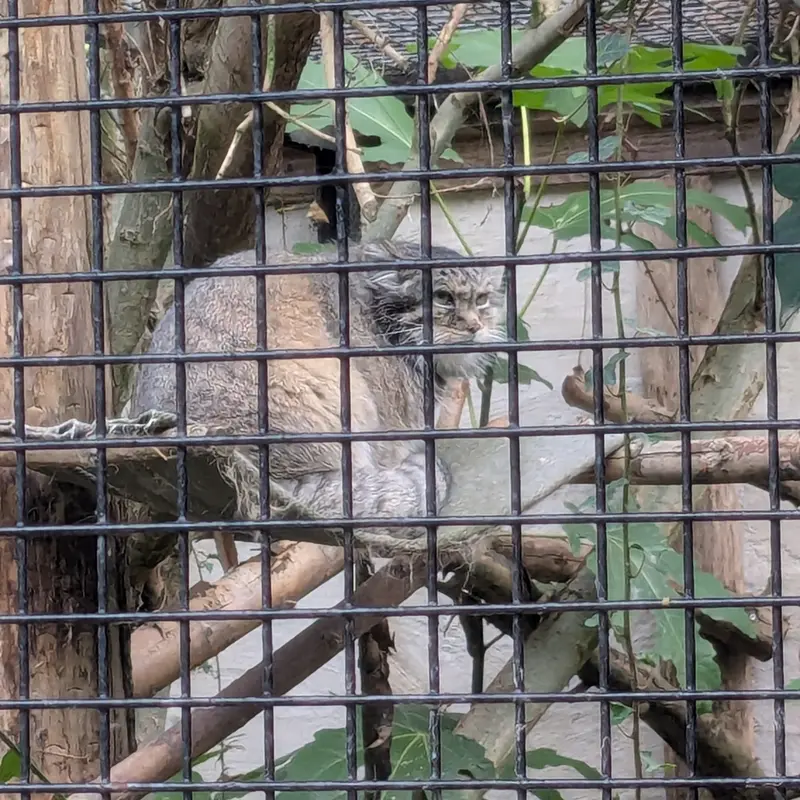 リール動物園のヴォラースの写真