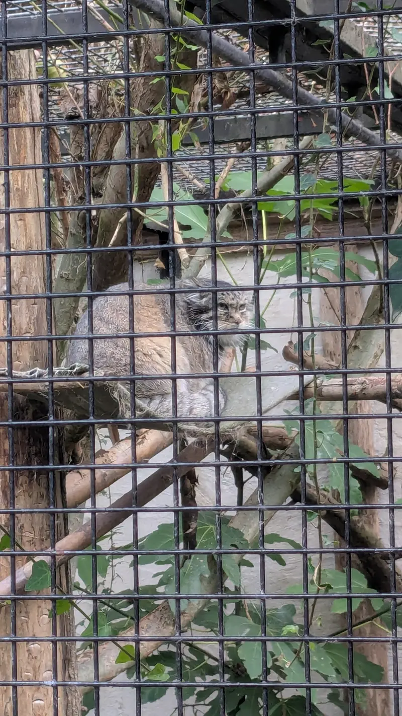 リール動物園のヴォラースの写真