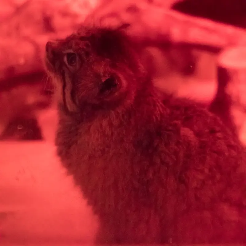 恩賜上野動物園のナイマの写真
