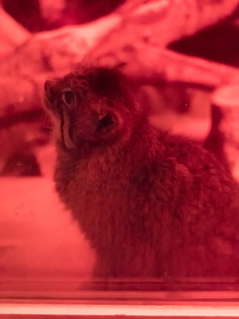 恩賜上野動物園のナイマの写真