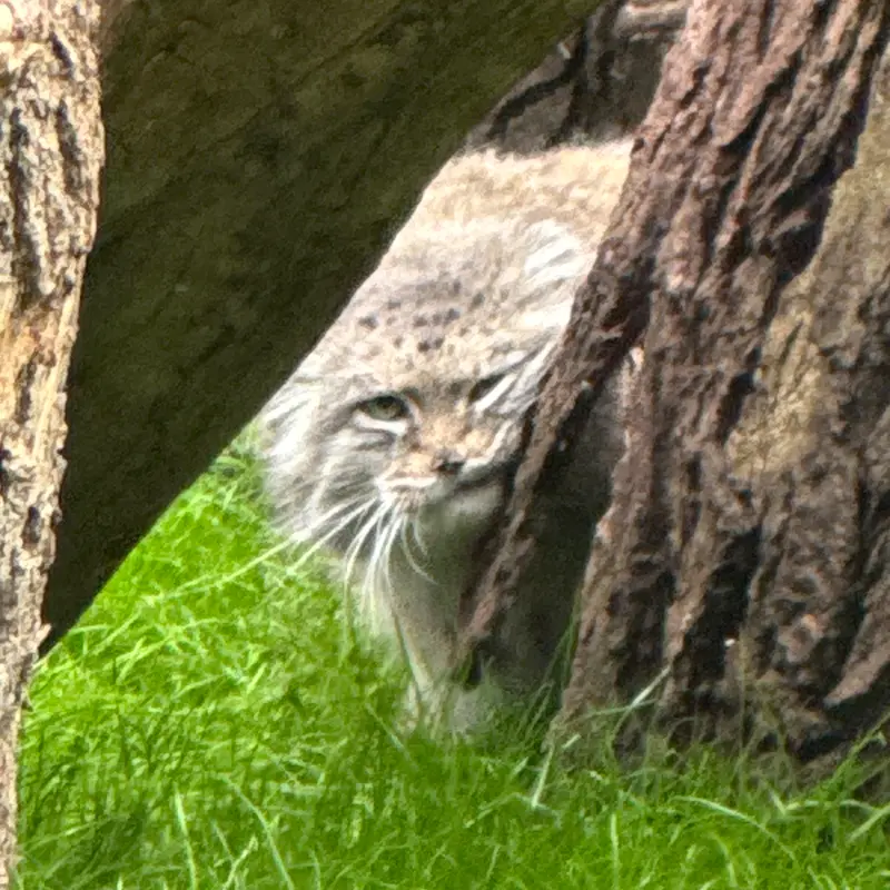ワルシャワ動物園のジェシーの写真