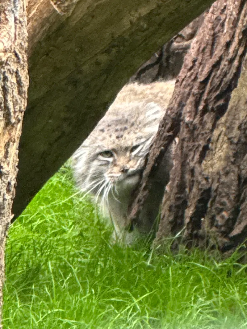 ワルシャワ動物園のジェシーの写真