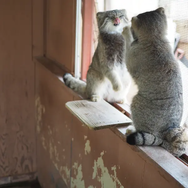 埼玉県こども動物自然公園のグルーシャとイーリスの写真