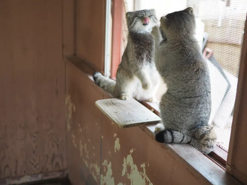 埼玉県こども動物自然公園のグルーシャとイーリスの写真