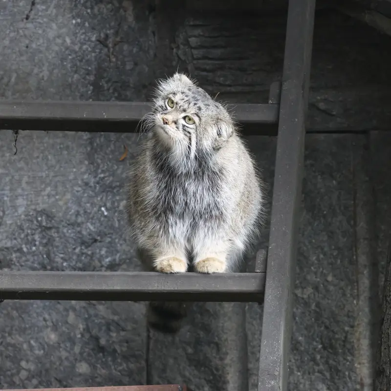 モスクワ動物園のティモフェイの写真