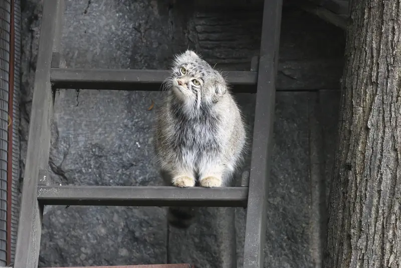 モスクワ動物園のティモフェイの写真