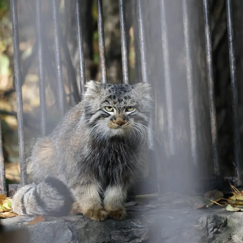 ノヴォシビルスク動物園のレオンの写真