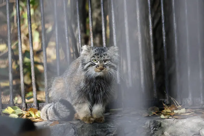 ノヴォシビルスク動物園のレオンの写真