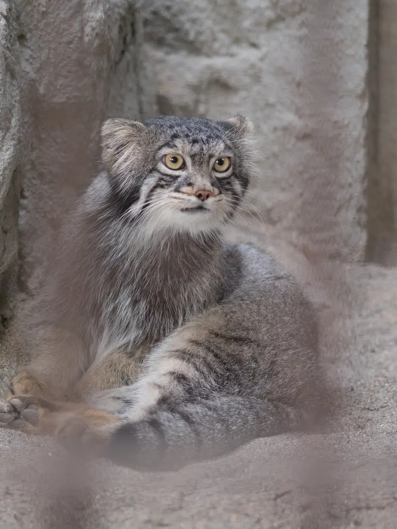 野毛山動物園のフィーガの写真