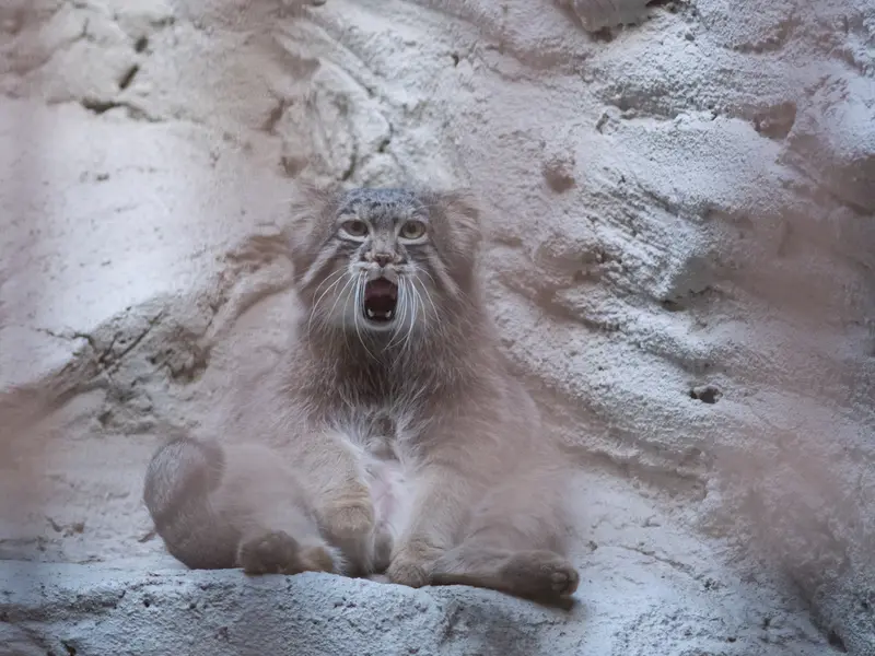 野毛山動物園のフィーガの写真