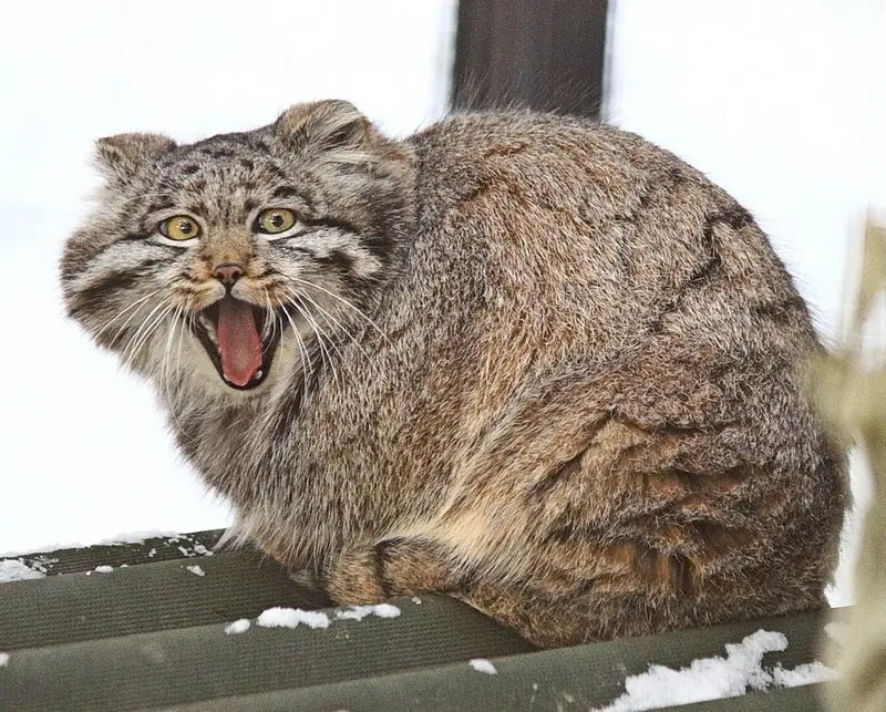 ノヴォシビルスク動物園のグレイの写真