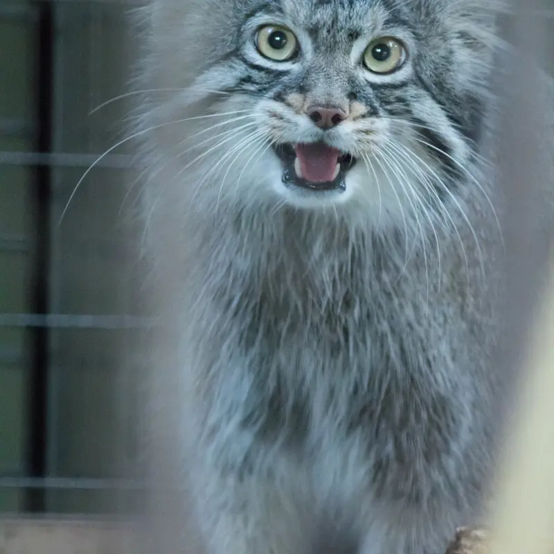 野毛山動物園のフィーガの写真