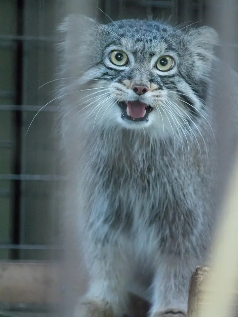 野毛山動物園のフィーガの写真