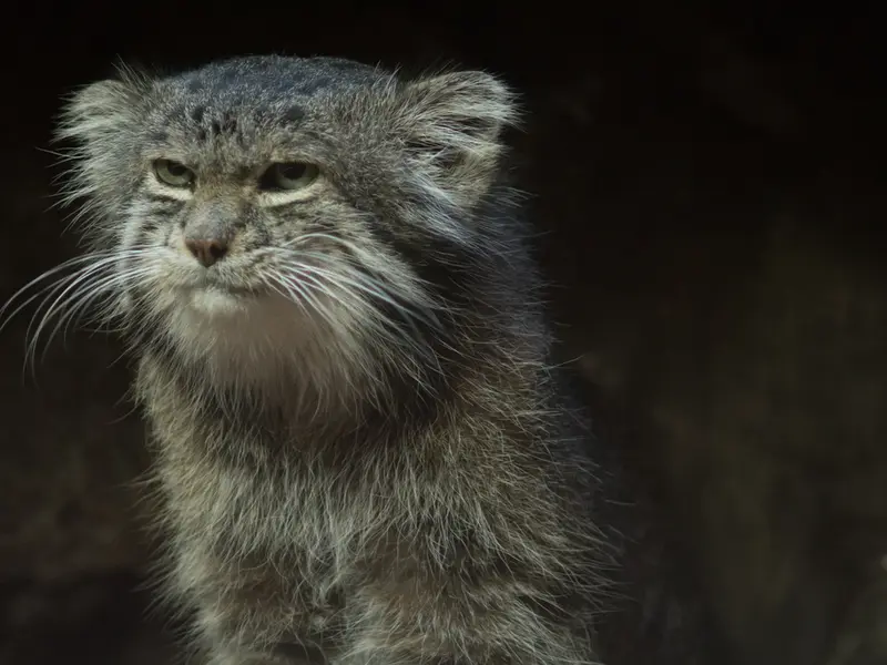 恩賜上野動物園のクリョンの写真