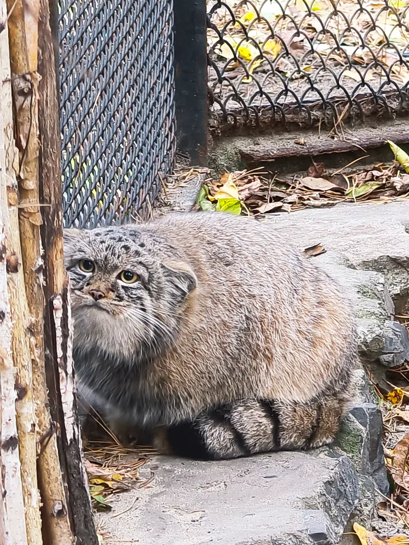 ノヴォシビルスク動物園のアデルの息子（2026年生まれ）Ⅰの写真