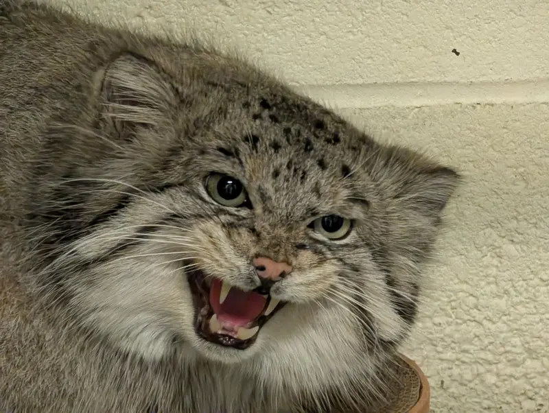 オグルベイ・グッド動物園のディーンの写真