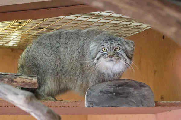 埼玉県こども動物自然公園のレフの写真