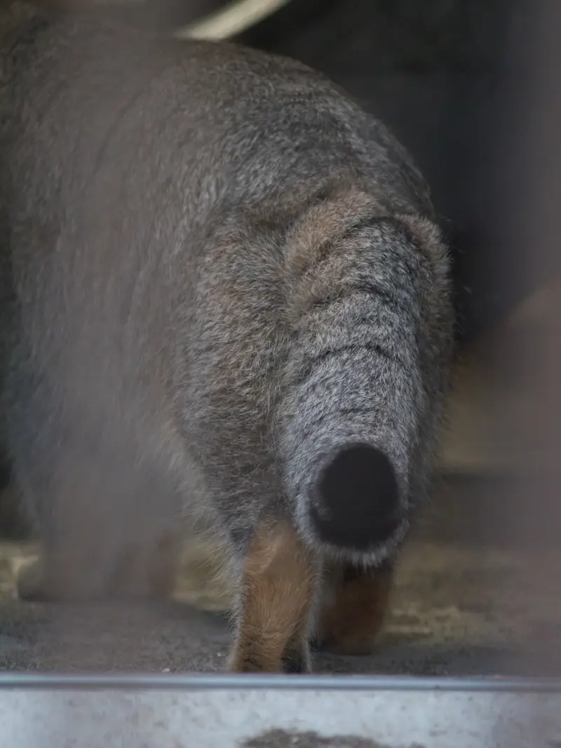 野毛山動物園のフィーガの写真