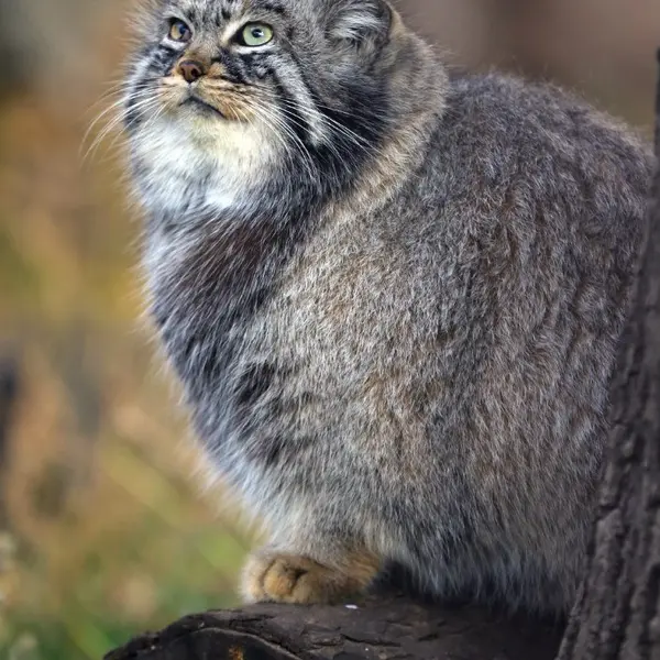 モスクワ動物園のダーライの写真