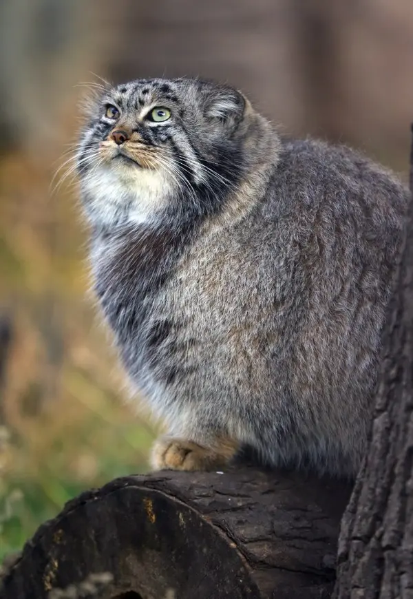 モスクワ動物園のダーライの写真