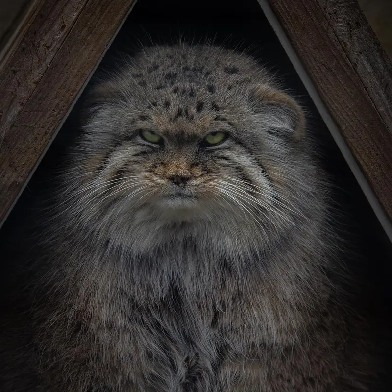 リール動物園のポンポネットの写真