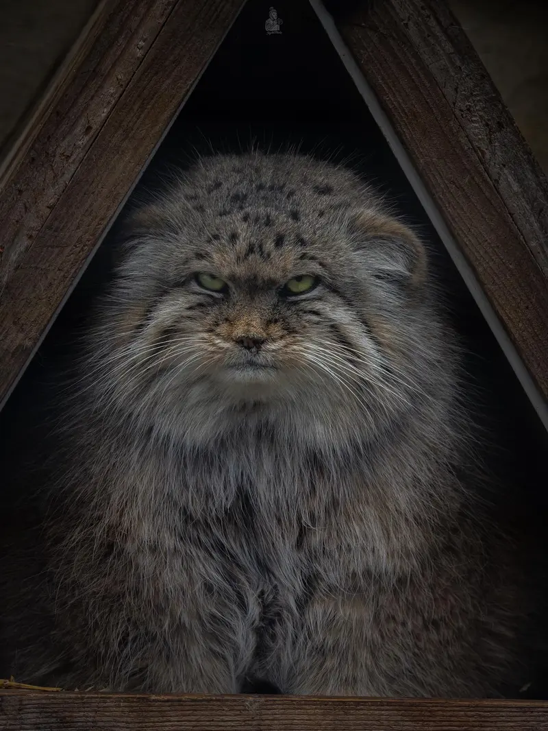 リール動物園のポンポネットの写真