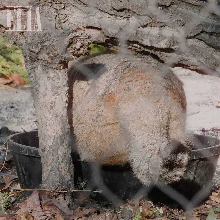 カルガリー動物園 / ワイルダー研究所のオラフの写真