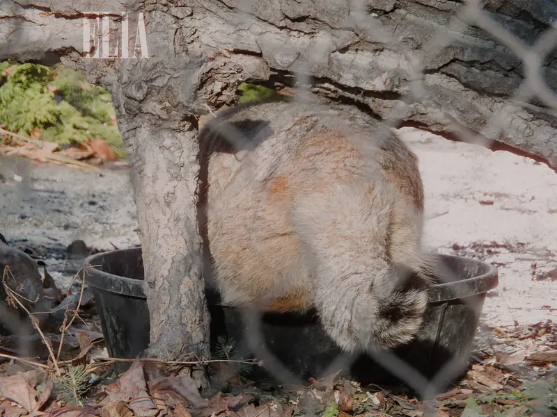 カルガリー動物園 / ワイルダー研究所のオラフの写真