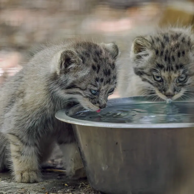 ブルノ動物園のマヌルネコの写真