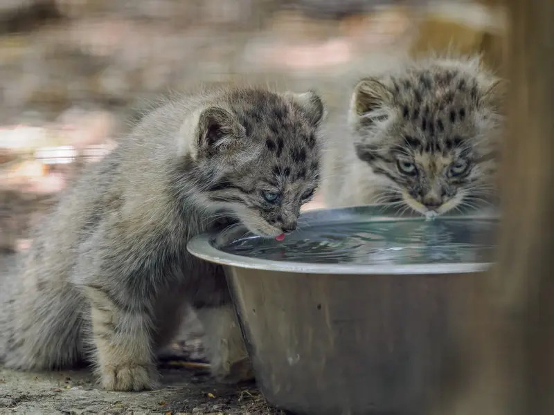 ブルノ動物園のマヌルネコの写真