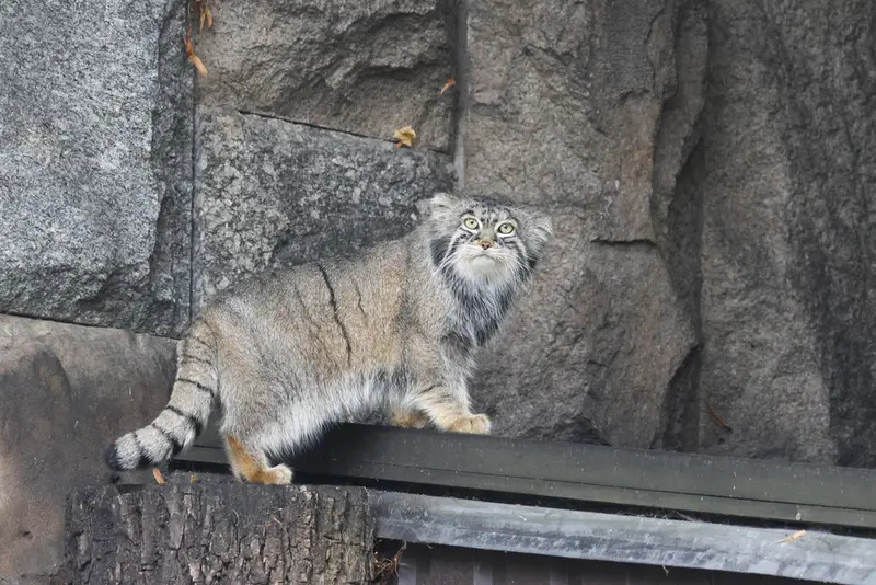 モスクワ動物園のティモフェイの写真