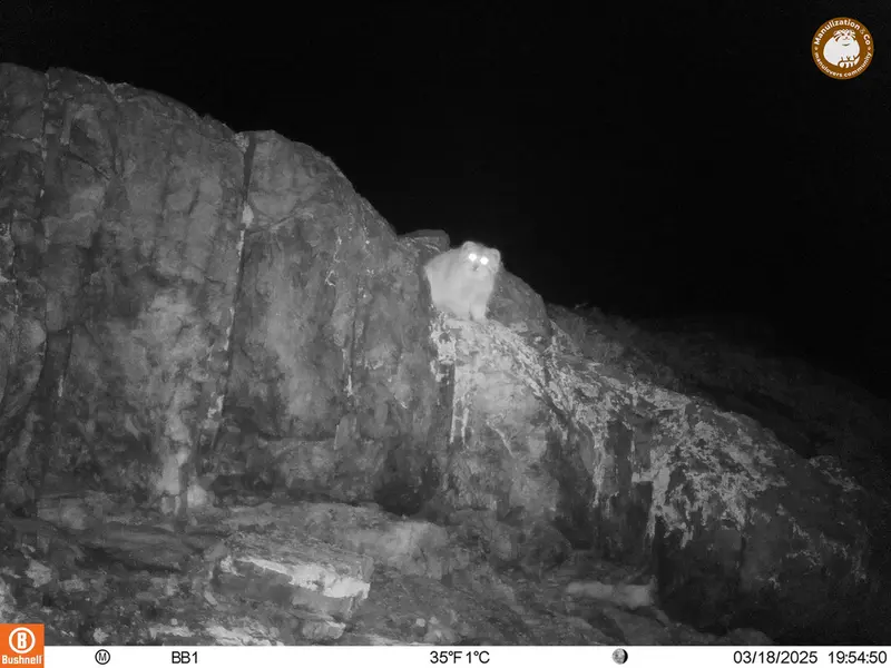 アクタス＝クンコラ［新］カメラトラップで撮影したOtocolobus manul manulの写真