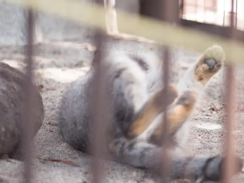 野毛山動物園のフィーガの写真