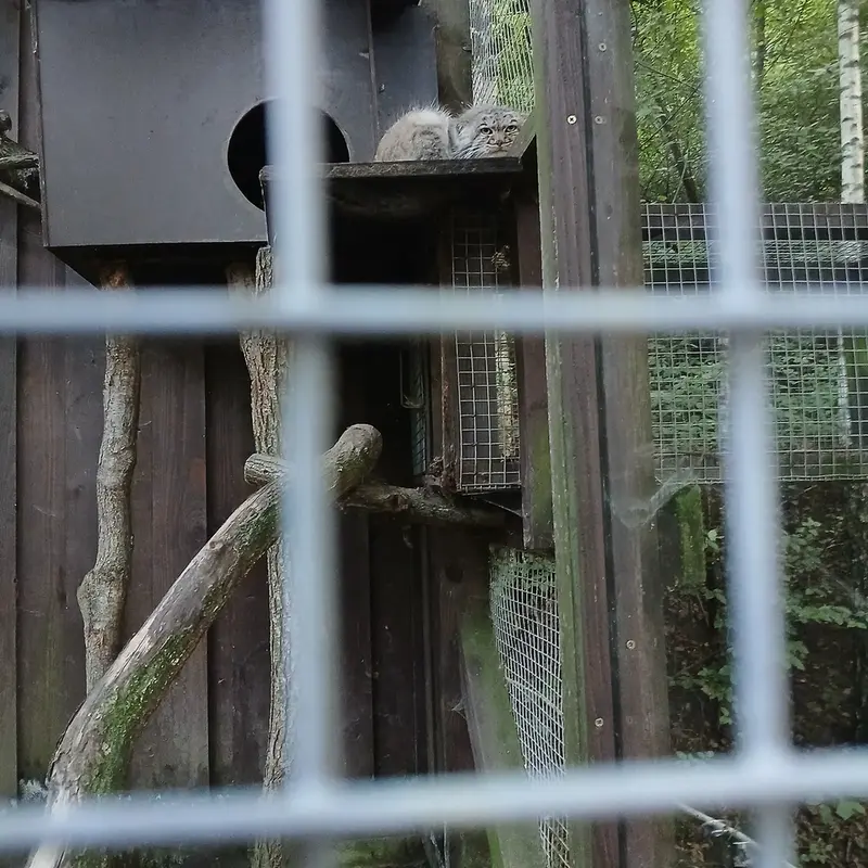 コシツェ動物園のアイセンの写真